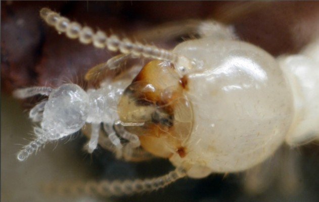 Visita virtual al interior de un termitero español