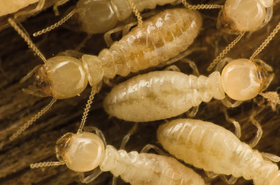 Una revisión de las prácticas de control de termitas subterráneas y las perspectivas para los programas de manejo integrado de plagas