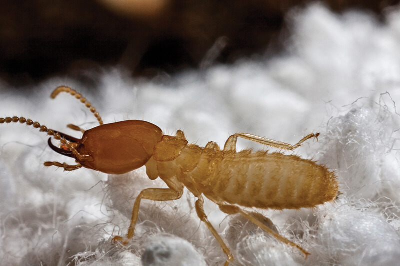 Revisión de las prácticas de control de termitas subterráneas
