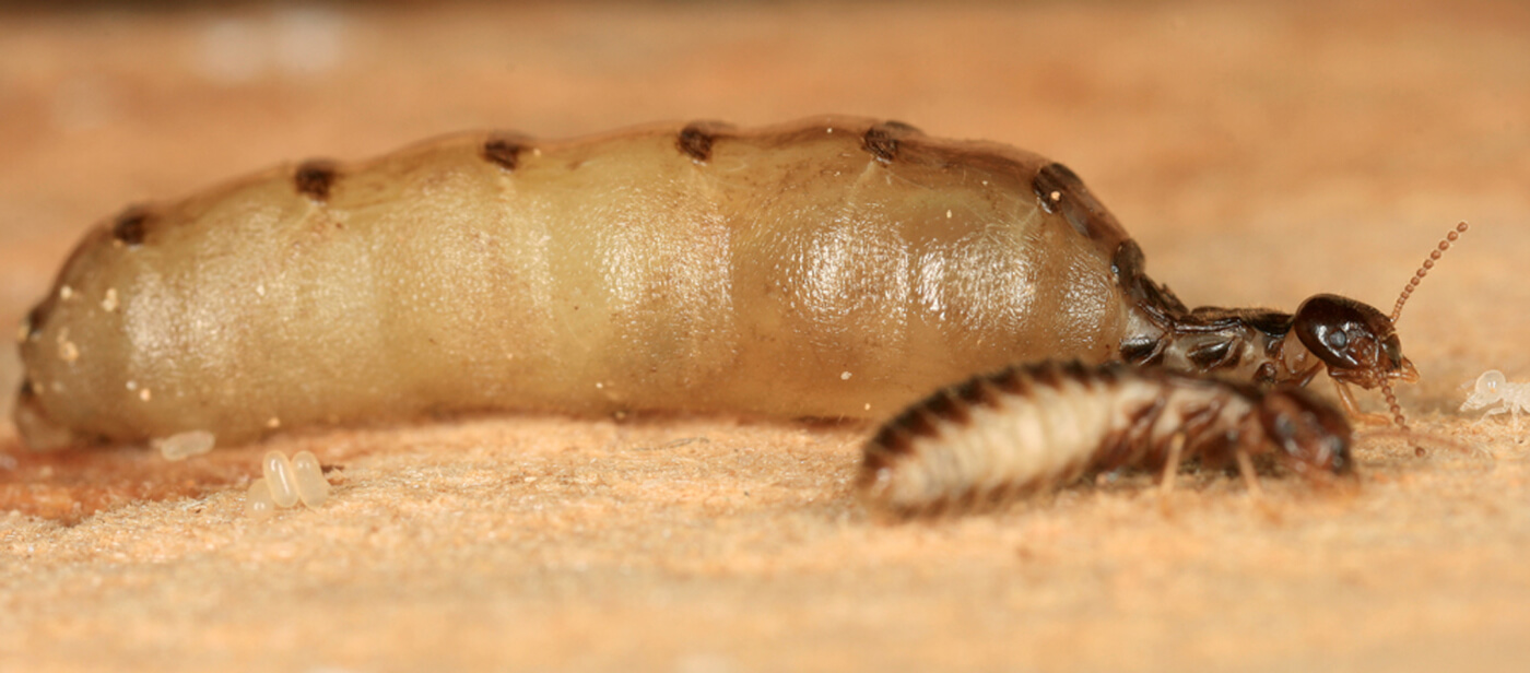 Identifican la hormona de reconocimiento de la termita reina