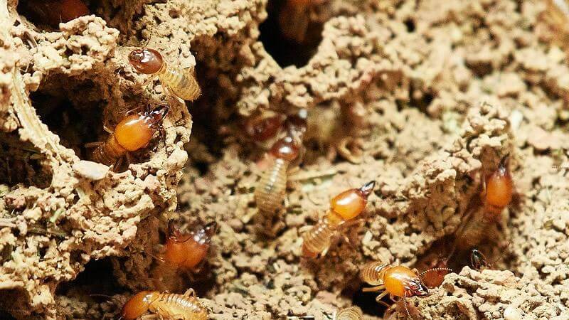 Resistencia en termitas subterráneas, ¿es probable?