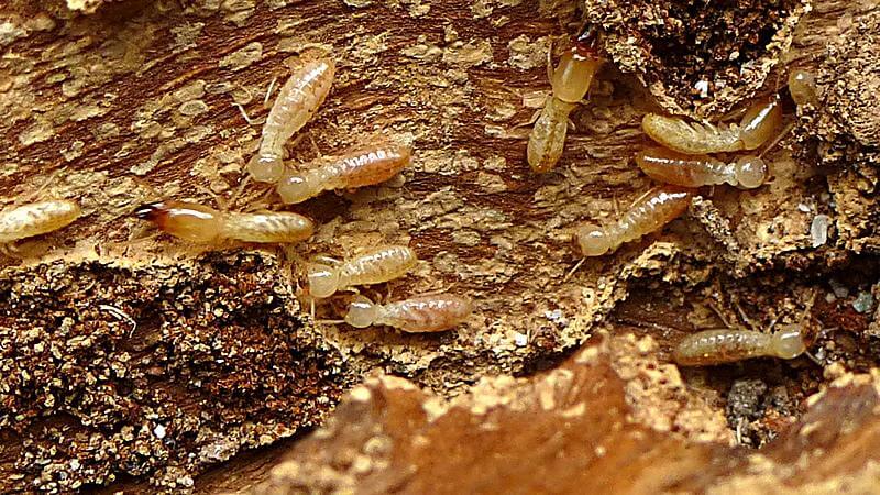 Qué especies de termitas podemos encontrar en España